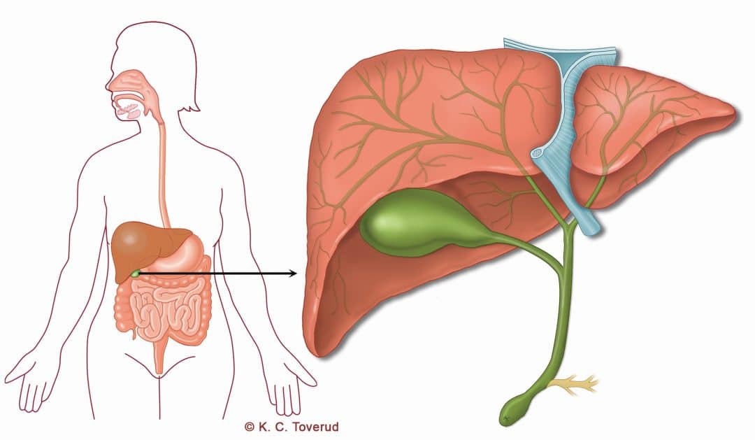 Gallblåsa Gallblåsa - Medicinska illustrationer är skapade av Kari C. Toverud CMI