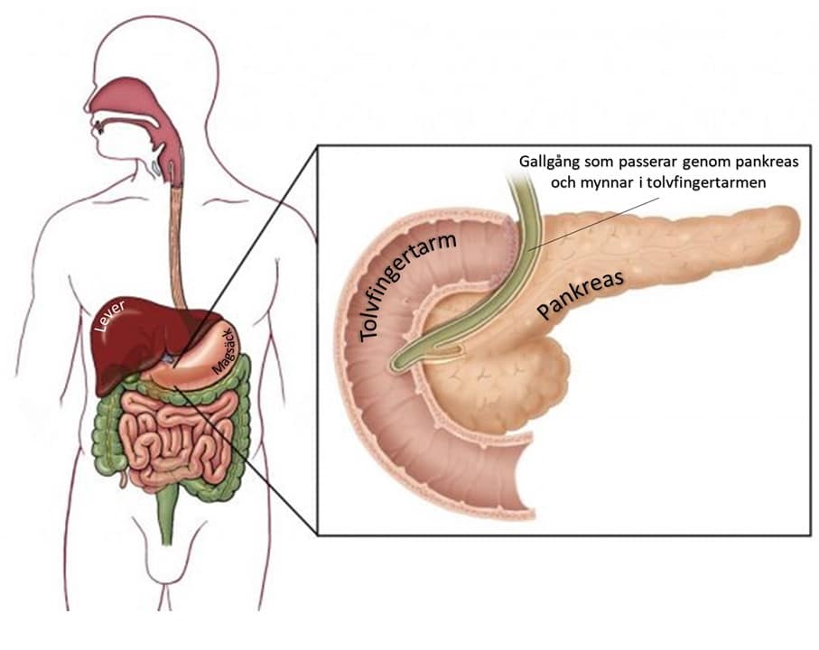 Bukspottkörtel - Medicinska illustrationer är skapade av Kari C. Toverud CMI Bukspottkörtel - Medicinska illustrationer är skapade av Kari C. Toverud CMI