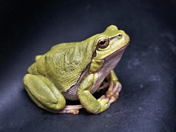 Photo By Zdenet frog, amphibian, animal