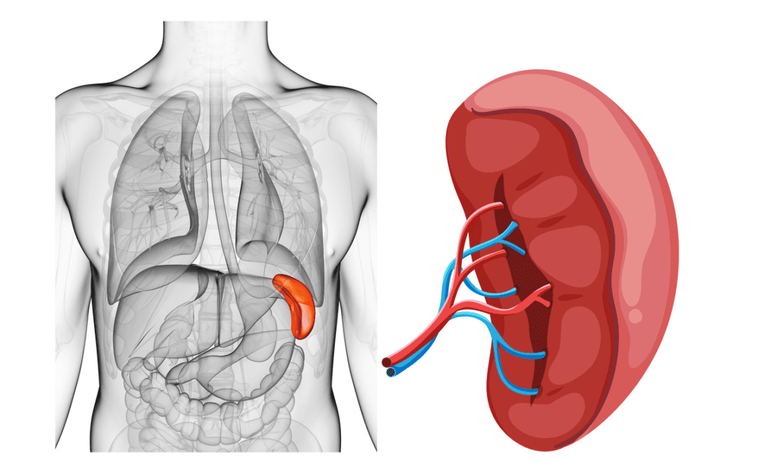 Spleen